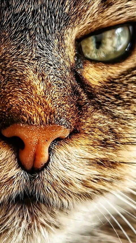 Nala my cat
