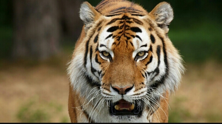 Tiger