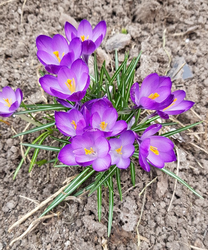 Crocus