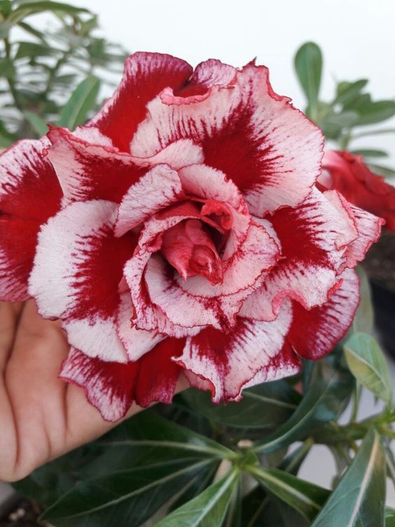 Red & white rose.
