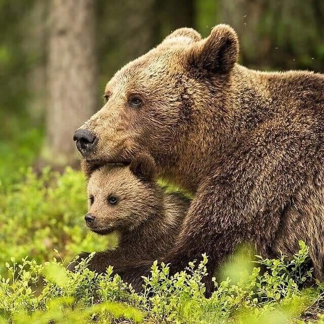 Мама