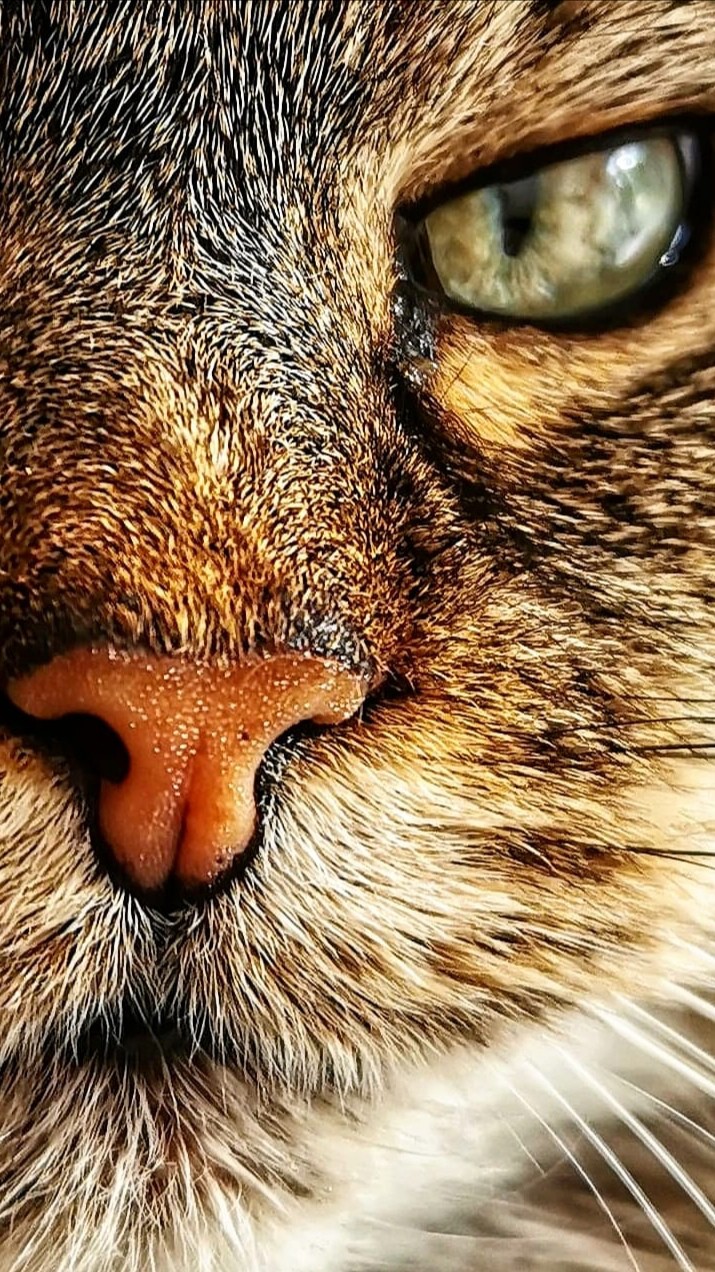 Nala my cat