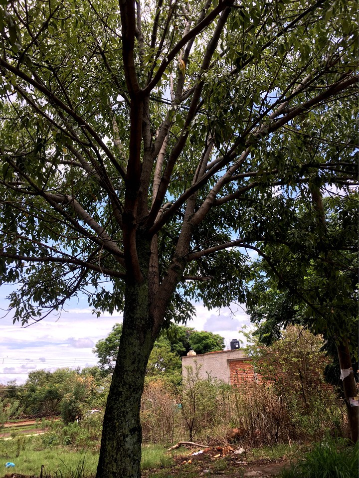 Naturaleza
