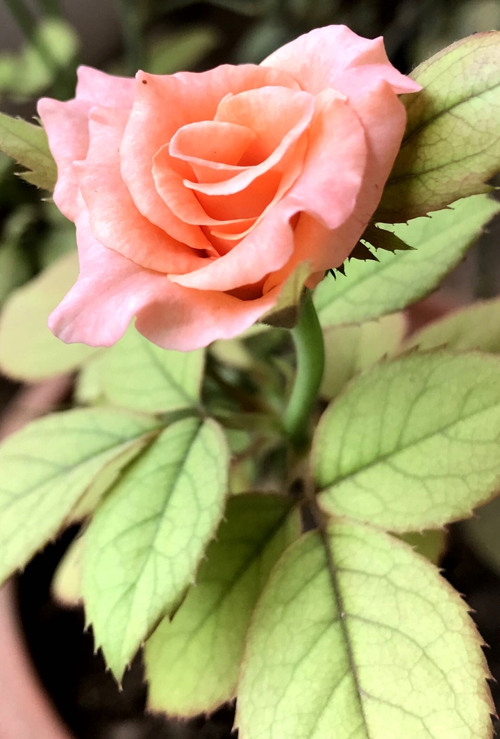 #rose
