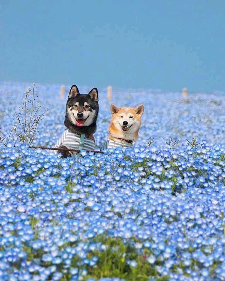 love dogs
