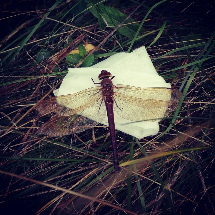 Dragonfly