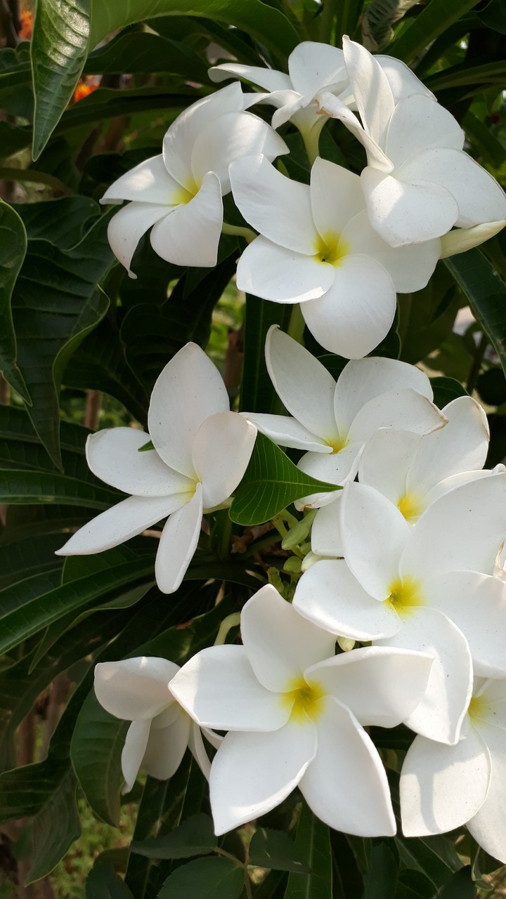 White in bright