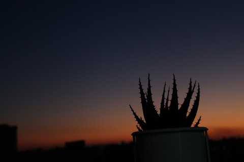 רקעים Amber, sunset