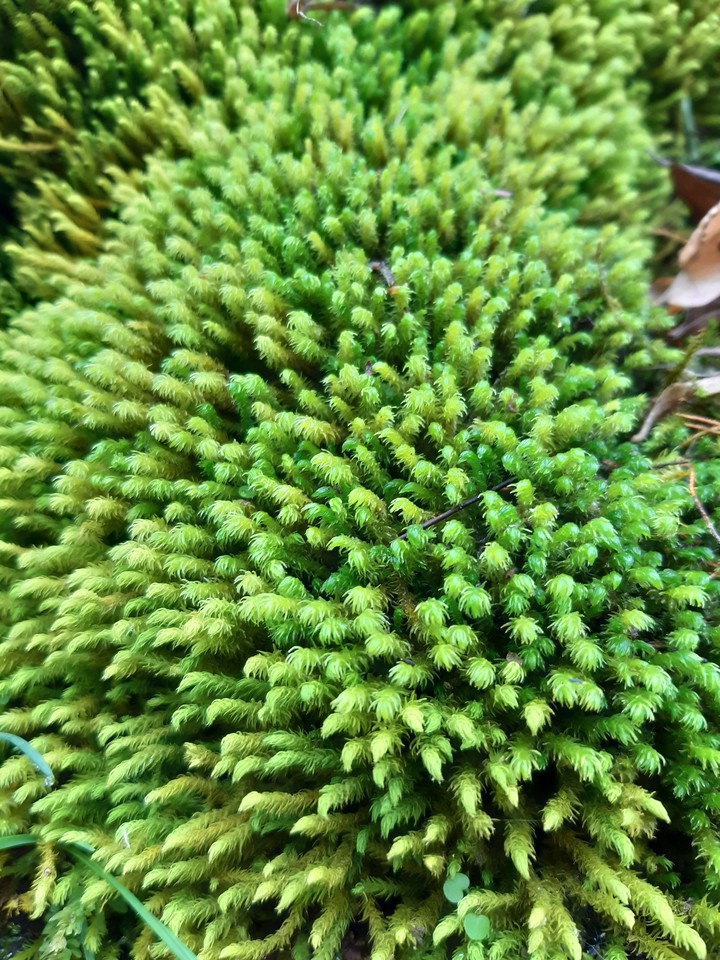 Gree detailes