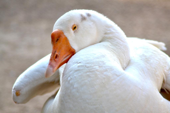 ducks