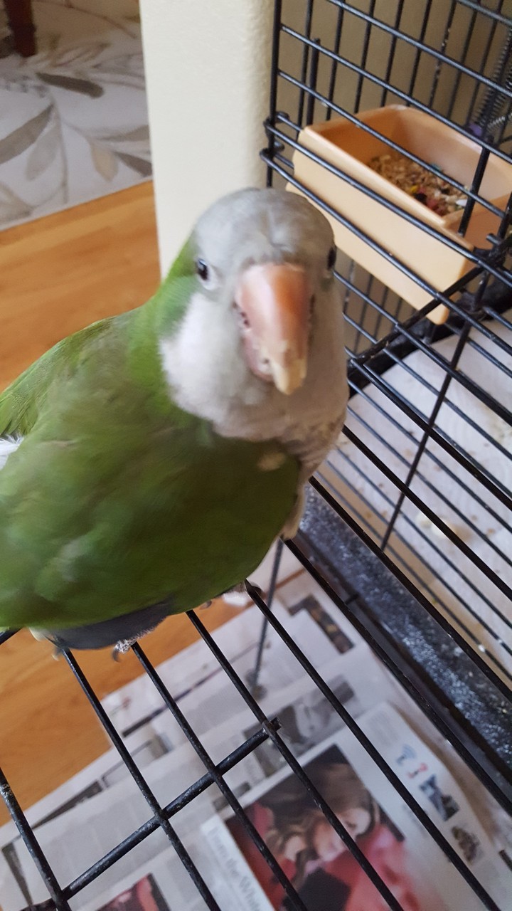 Biting birdie