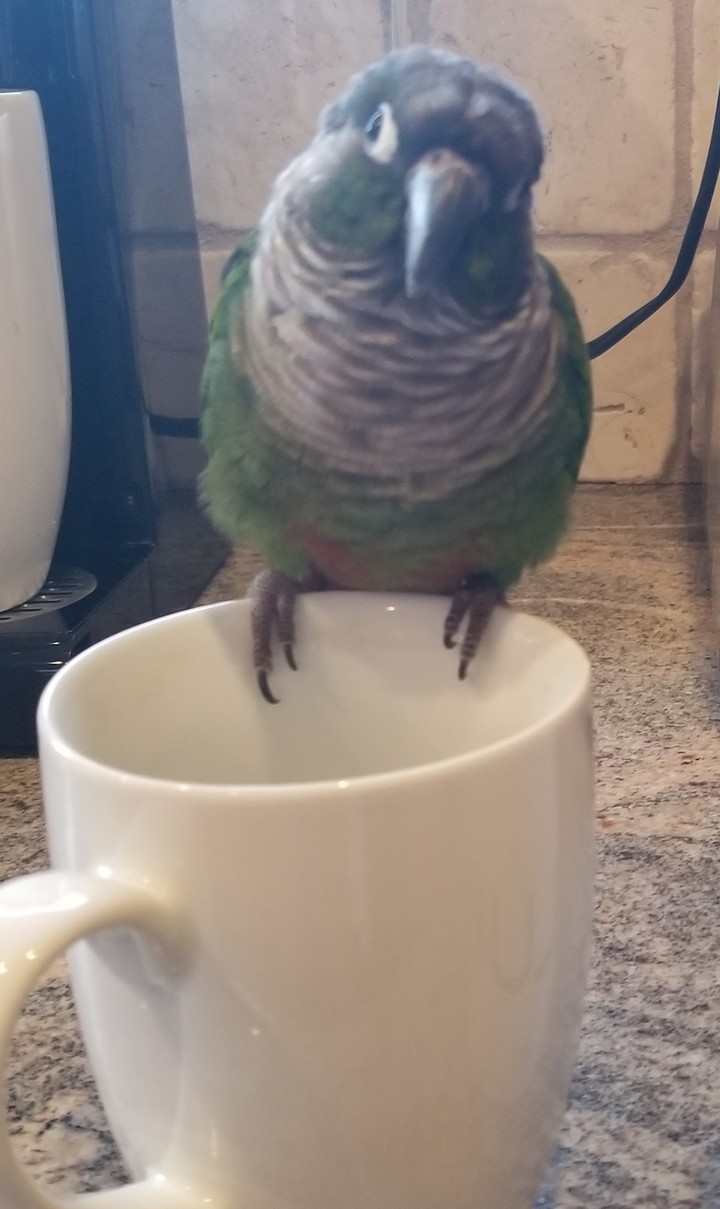 Coffee conure