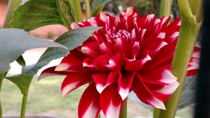 Flower