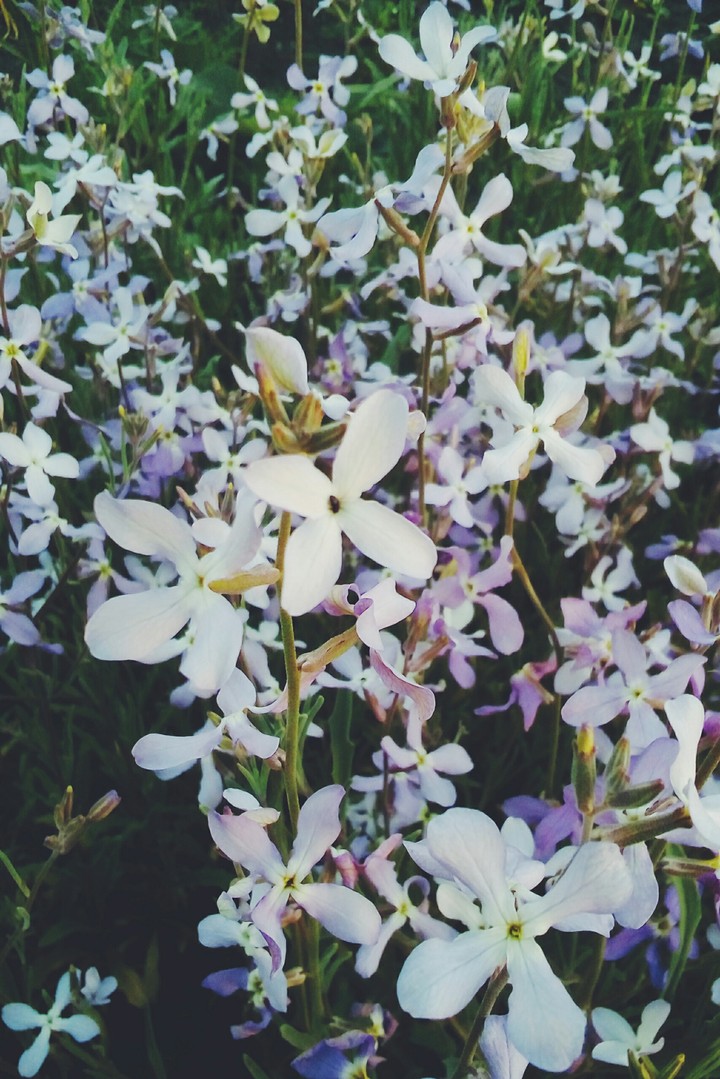 Lilac