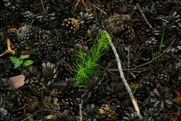 deep forest