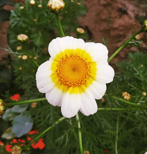 flower