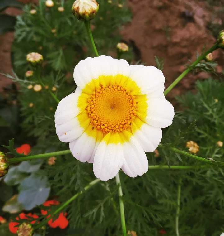 flower