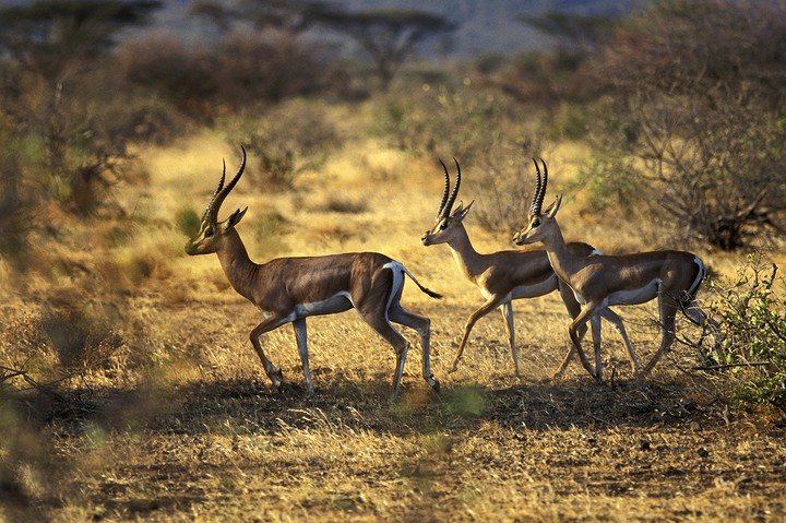 Grant's Gazelles
+ Tony Creedon