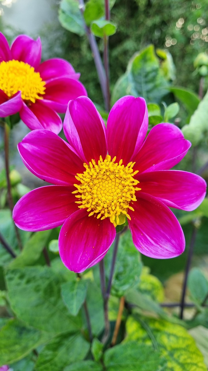 Fleur en France