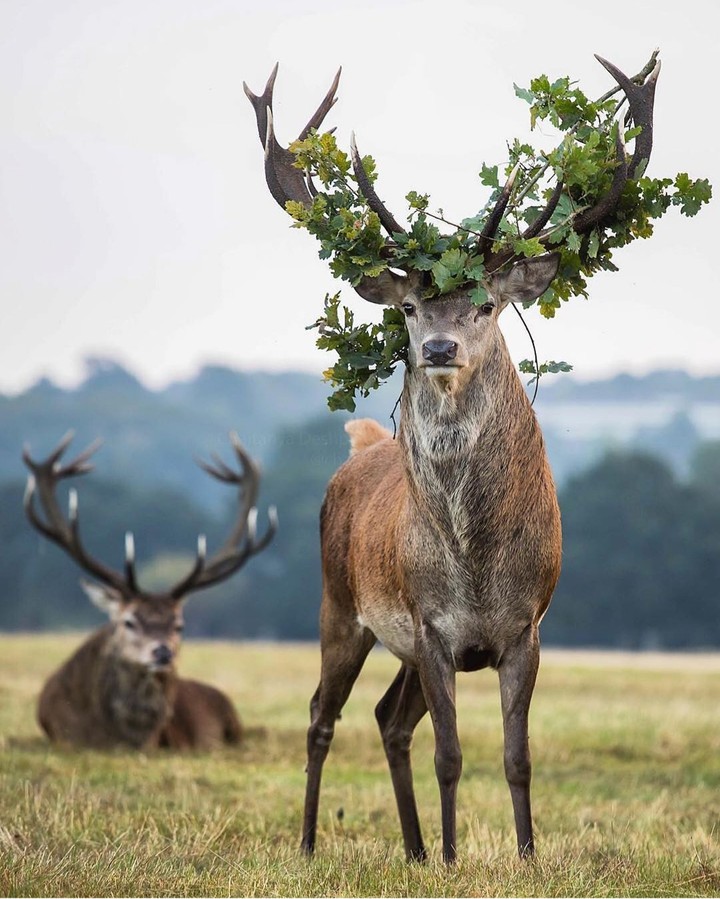 Deer