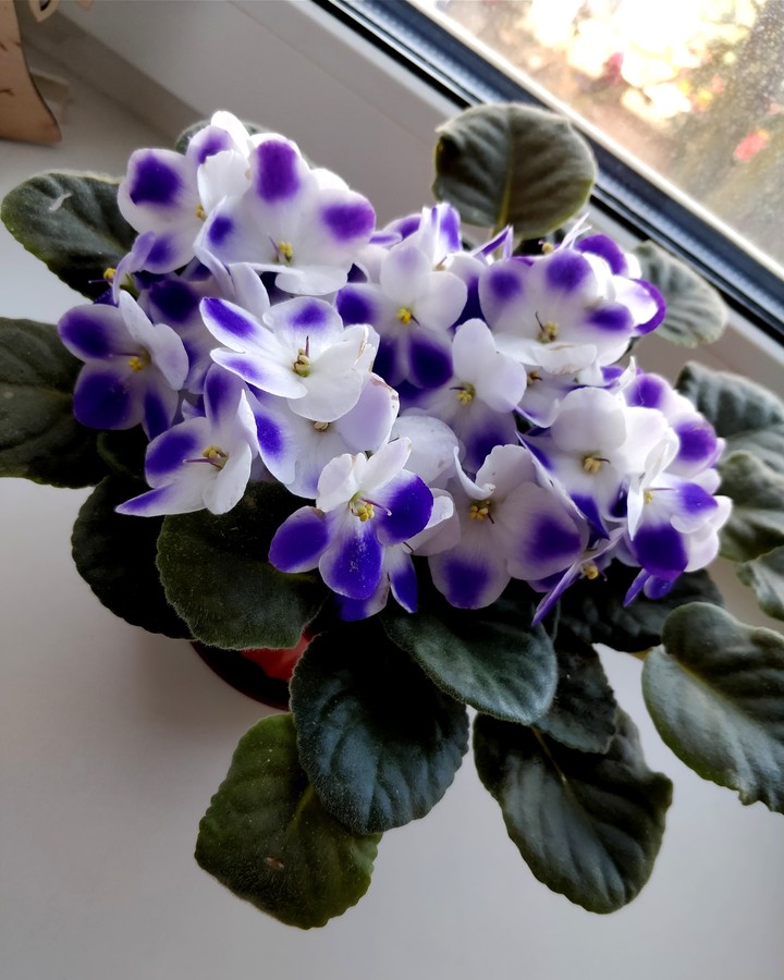 violets