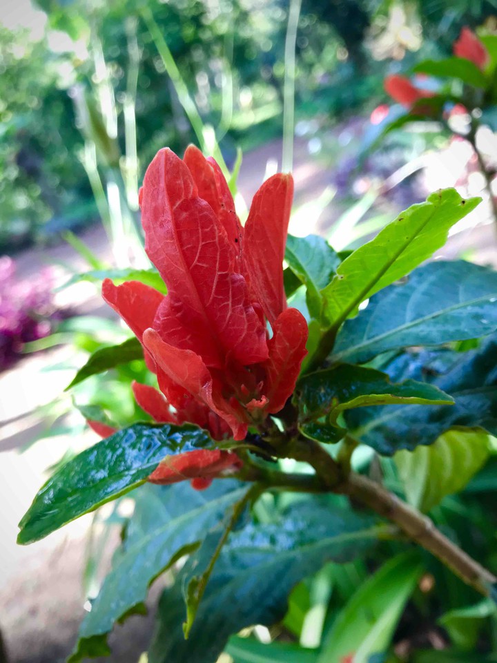 Red Flower