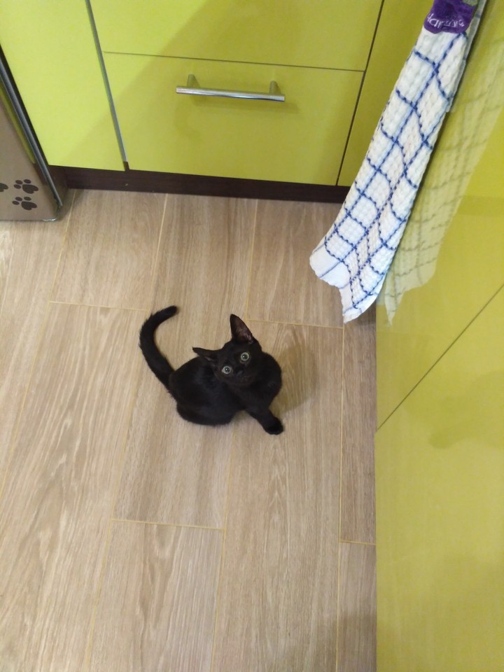 black kitty