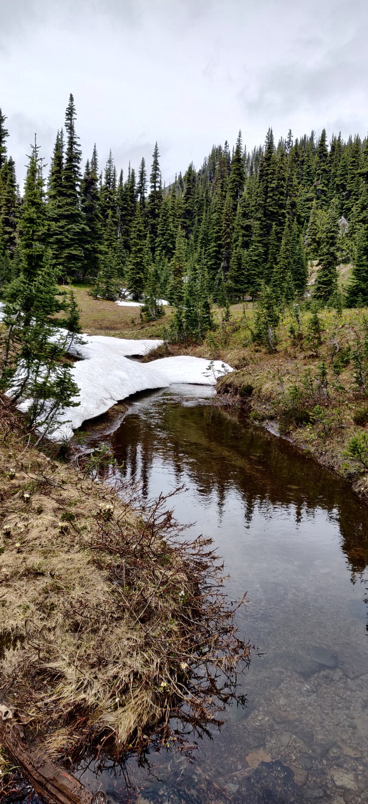 Stream near Sunrise campground, WA