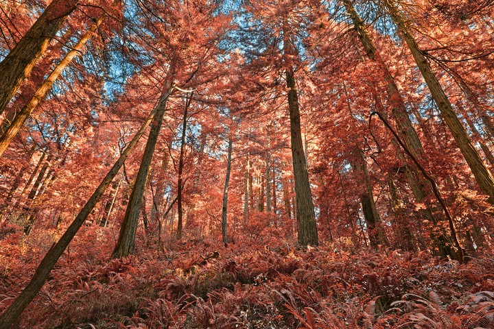 Salmon Woods - Hdr