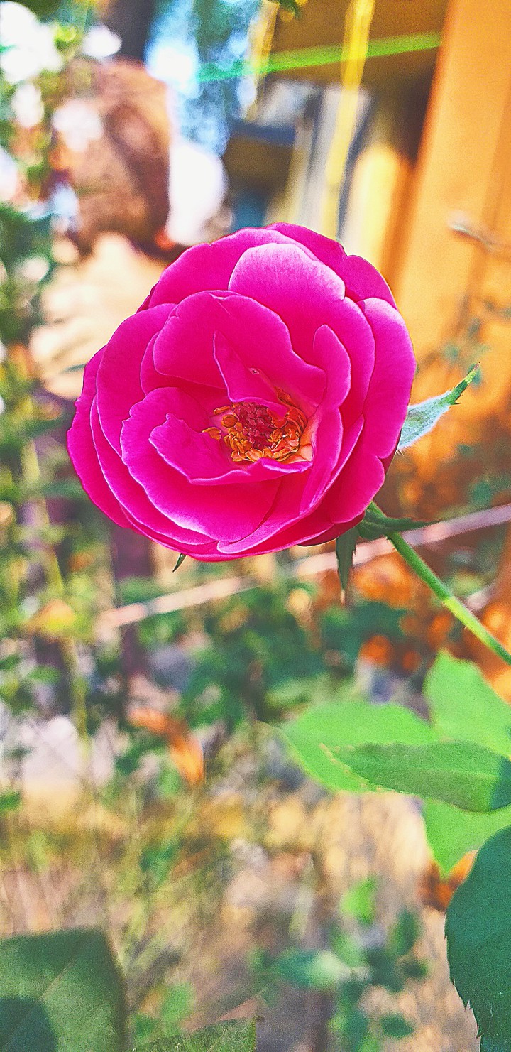 Flower in my garden
