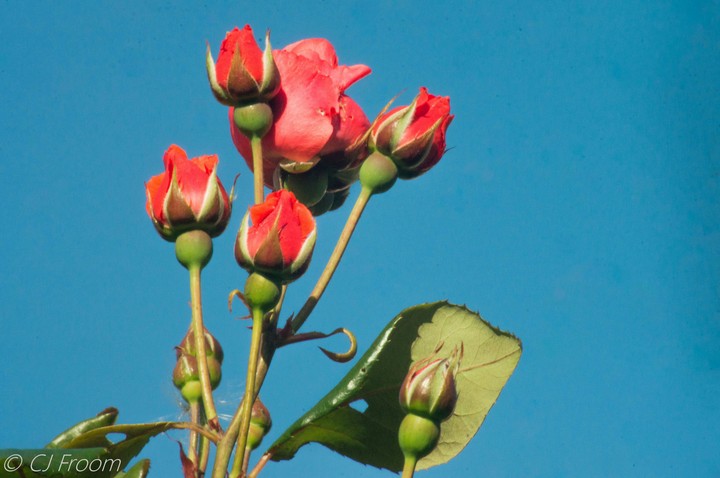 Blue Sky And Roses