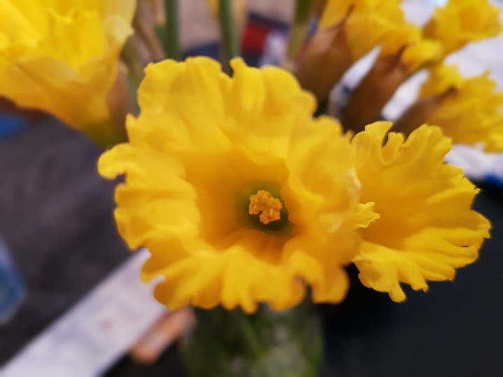 Flower