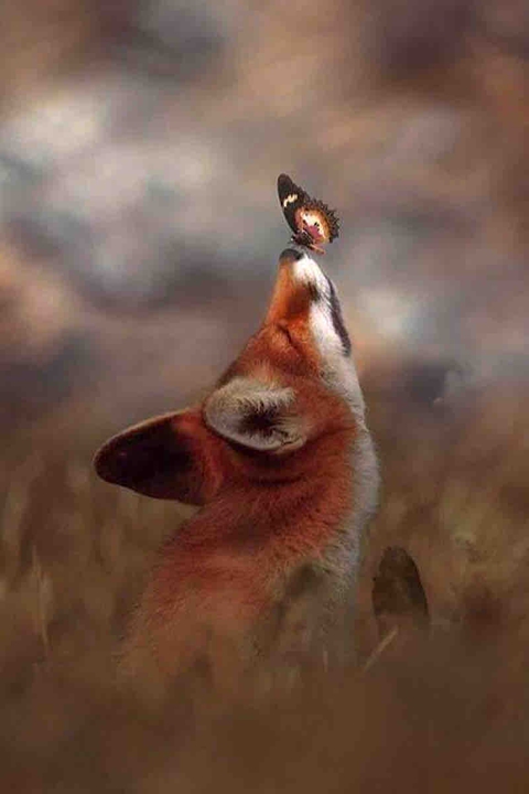 Fox in Butterfly