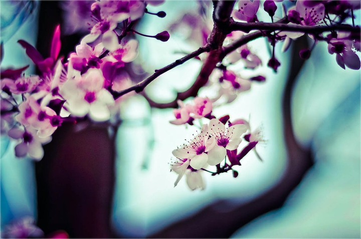 Beauty of Flowers.