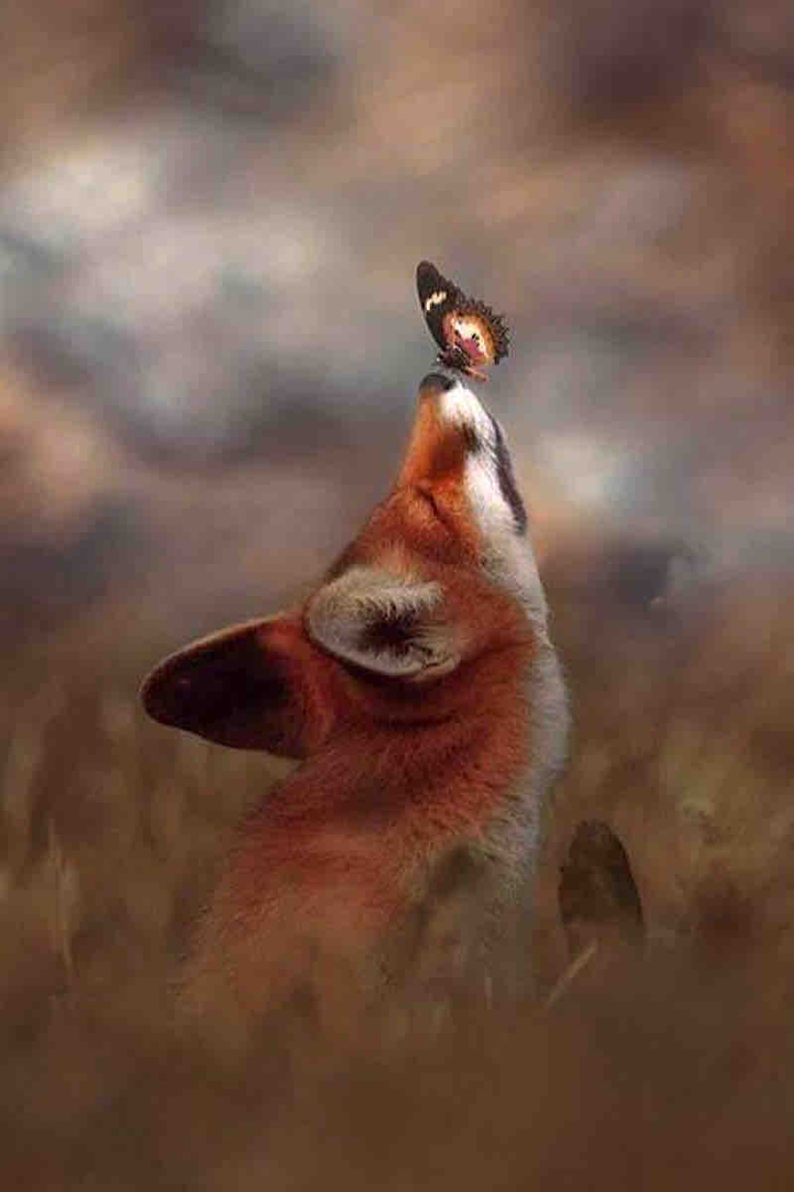 Fox in Butterfly