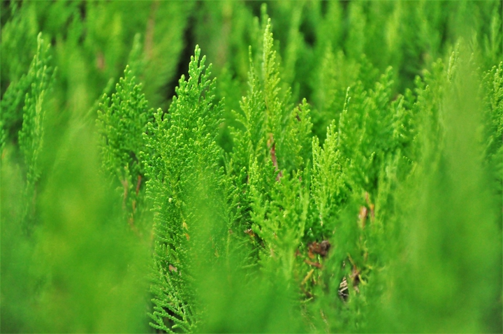green