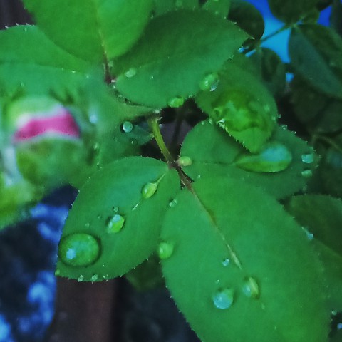 smartphone click...