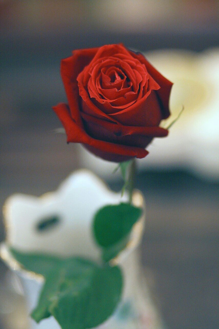 red rose
