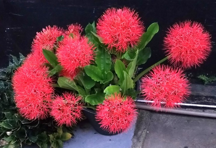 Estrela de natal ??♥️