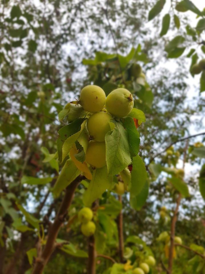 green nature