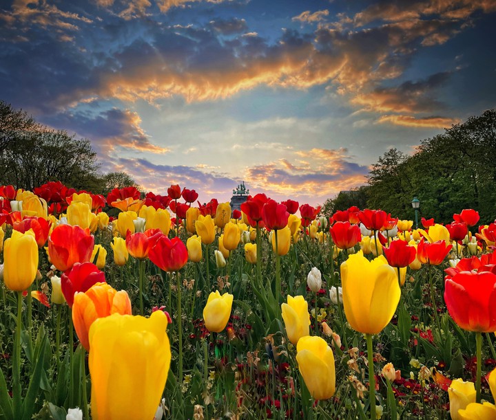 An evening with tulips
