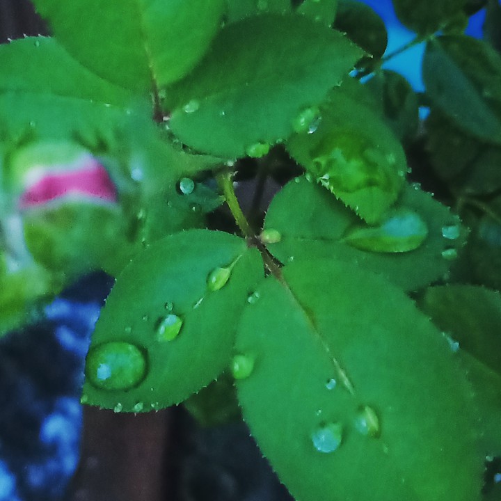 smartphone click...