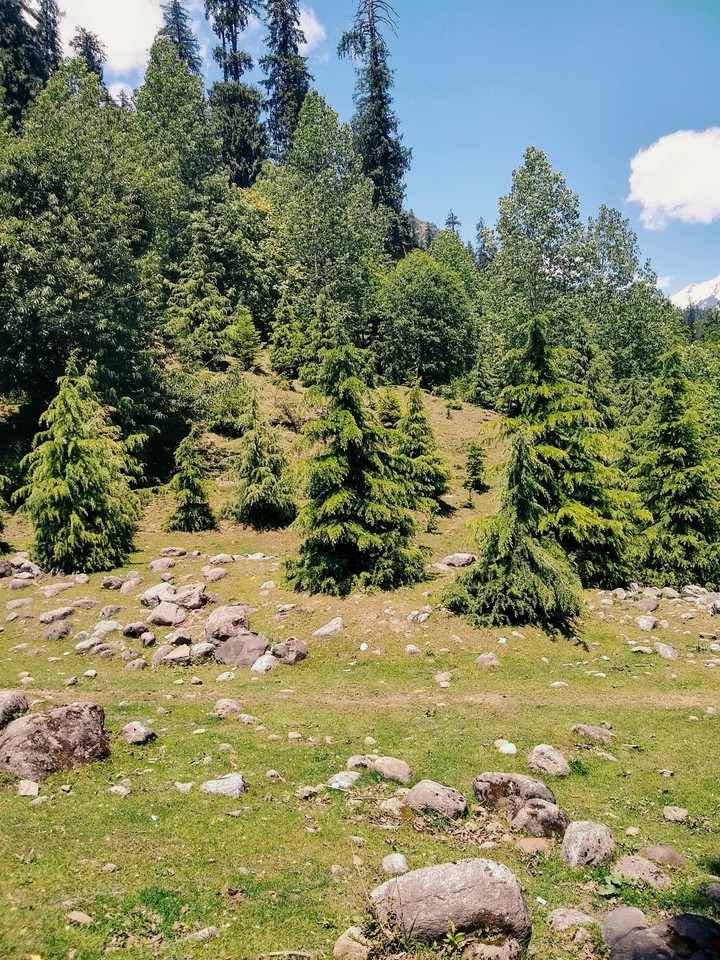 Forest Trek