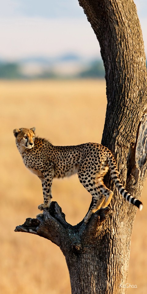 leopard