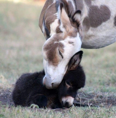 horse, baby वॉलपेपर