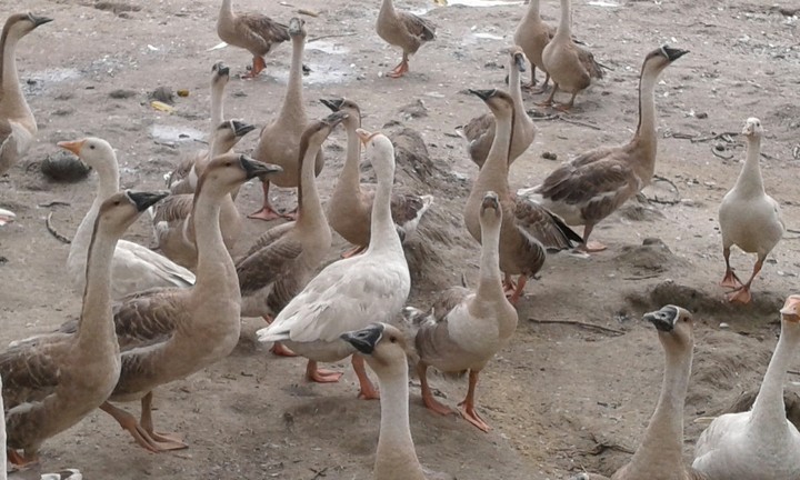 Swans