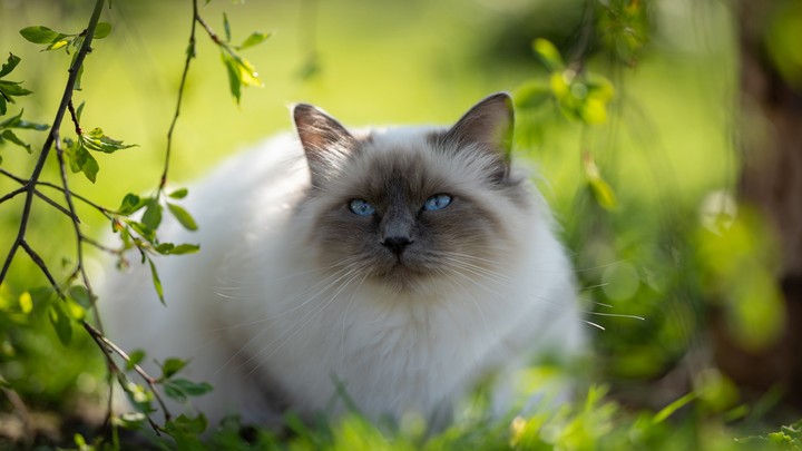 Милый кот
