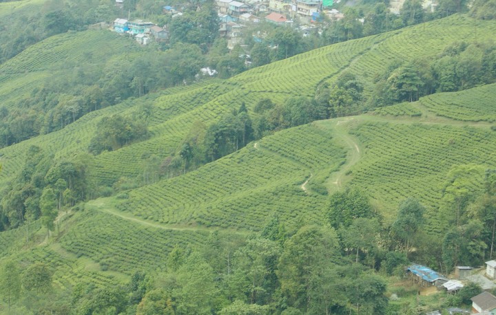 teagardensatlarge#nature