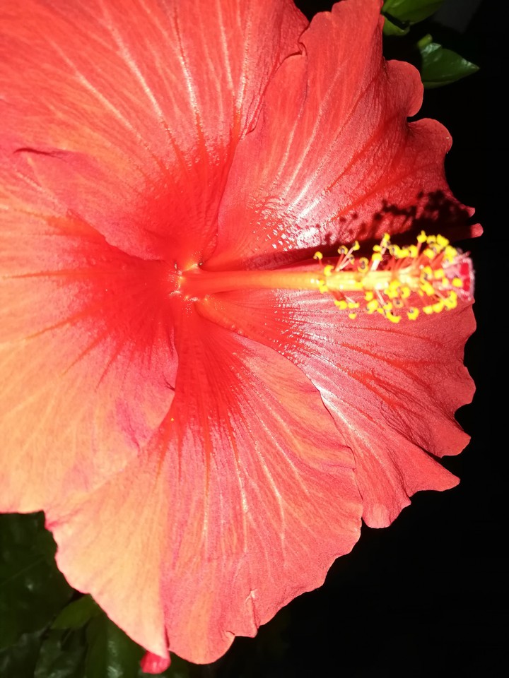 hibiskus