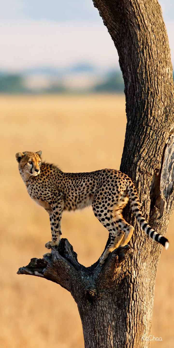 leopard